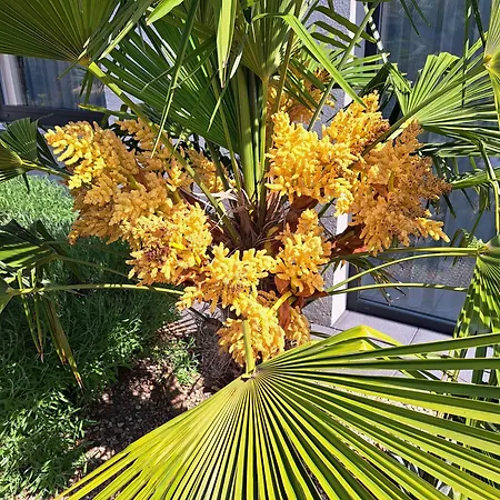 Palm Garden 1