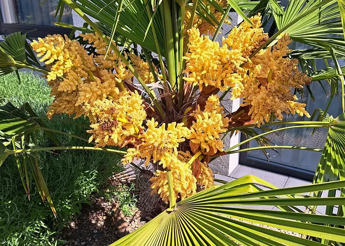 Palm Garden 1