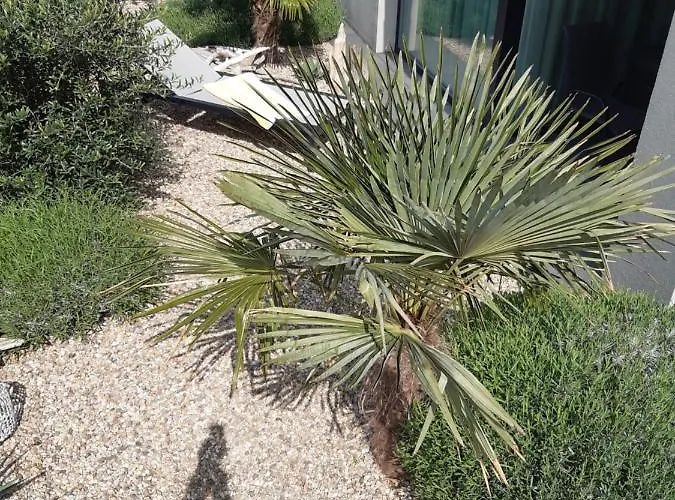 Palm Garden 1 * 米库洛夫